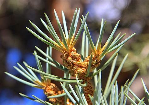 In The Company Of Plants And Rocks Dreaming Of Pinyon Pines