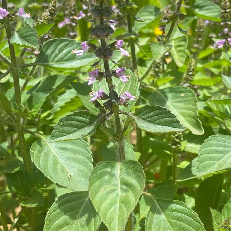 Holy Basil Plant Flowers And Leaves
