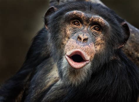 Chimpanzee Face Stock Photos Pictures And Royalty Free Images Istock