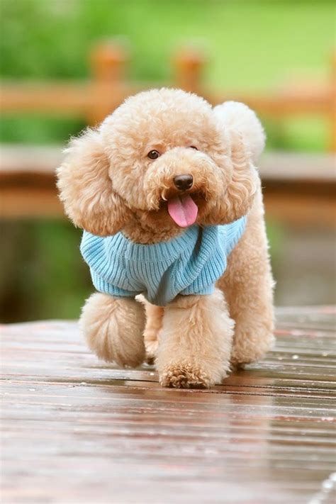 Cute Puppy Iphone 4s Wallpaper Download Iphone Wallpapers Ipad