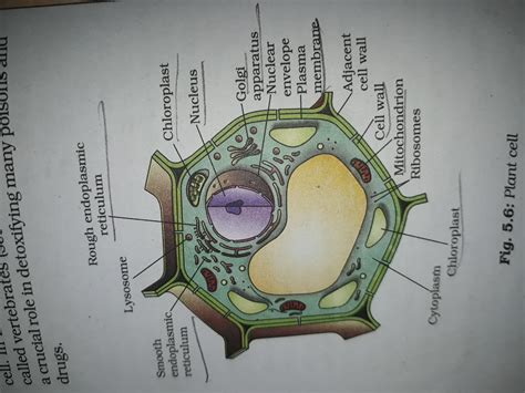 (3) part of the cell function a b c (b) describe what happens to the bacterium after it has been ingested by the white blood cell. Draw the diagram of a plant cell and label any three parts ...