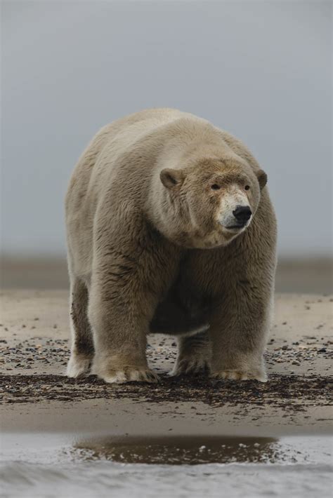 Photographer Takes Picture Of Ten Stone Overweight Polar