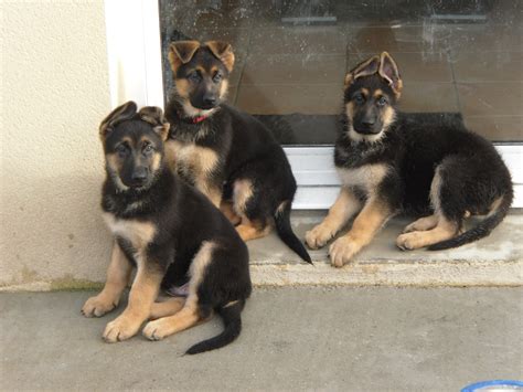 Berger Allemand Chiot A Donner Thisisourland