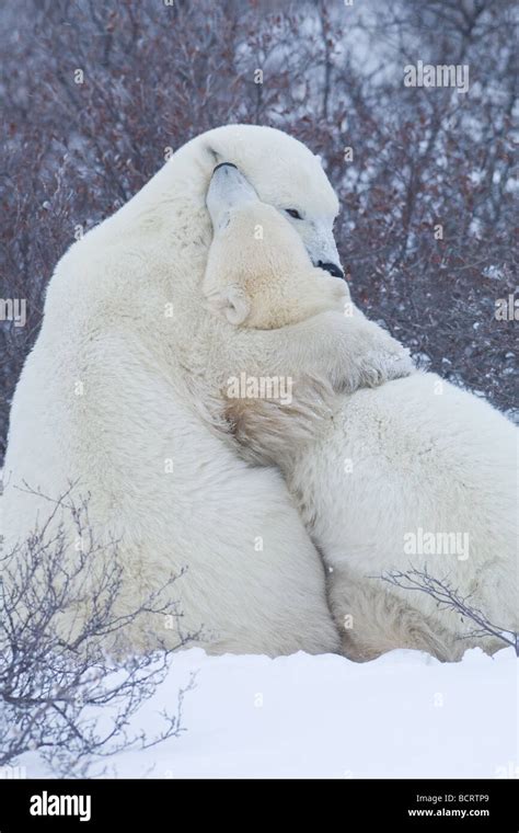 Polar Bear Mother With Adolescent Cub Stock Photo Alamy