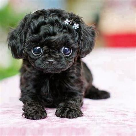 These intelligent water retrievers earned the name pudelhund or caniche. 44 Very Cute Poodle Puppy Pictures And Images