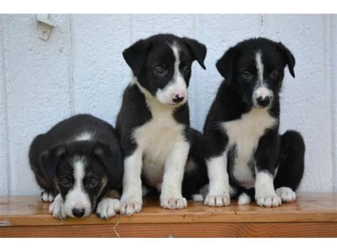 High to low nearest first. Litter of purebred border collie puppies in Cedar Rapids ...