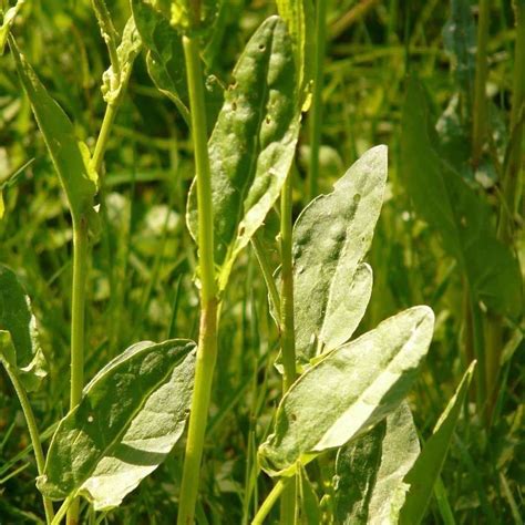 Seeds For Common Sorrel Rumex Acetosa Amkha Seed