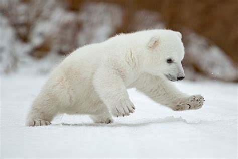 For twenty cents a day you can help baby polar bears roll over in their cages. 53 Cute Baby Polar Bears Celebrate International Polar ...