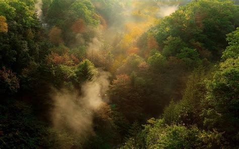 1920x1200 Nature Landscape Mist Fall Sunrise Forest Mountain Trees
