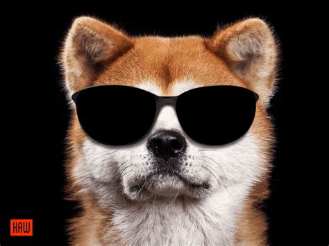 Dog With Sunglasses By Haw Dogs Dog Pictures Dog Drawing