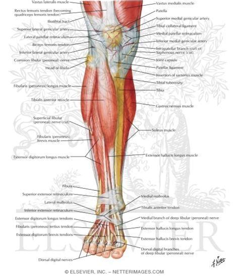 3d human upper leg anatomy or anatomical and muscle set. Muscles of Leg (Superificial Dissection): Anterior View