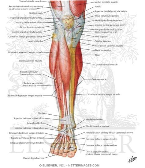 Leg muscles can be divided into sarotius muscle corkscrew obliquely through the thigh from lateral to pelvis and lower limb muscles posterior view diagram quizlet. Muscles of Leg (Superificial Dissection): Anterior View