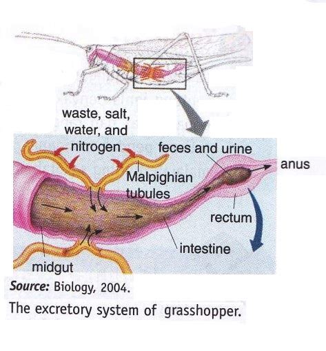 Excretory System In Animal New Science Biology