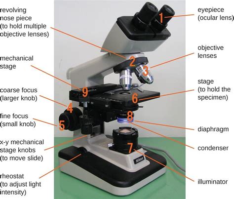 Figure 1 Components Of A Typical Brightfield Microscope