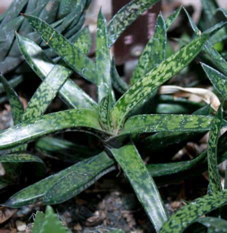 Recently i have notive a small patch of white almost at the top of th… read more. Top 12 Low-Light Succulents and Cacti - Succulent Plant Care