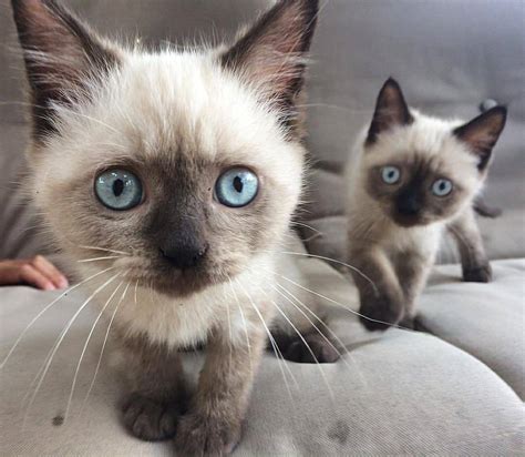 Siamese Kitten