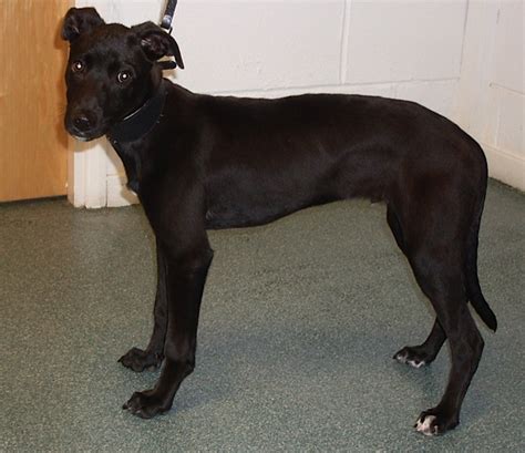 Vito 5 Month Old Male Whippet Cross Greyhound Dog For Adoption