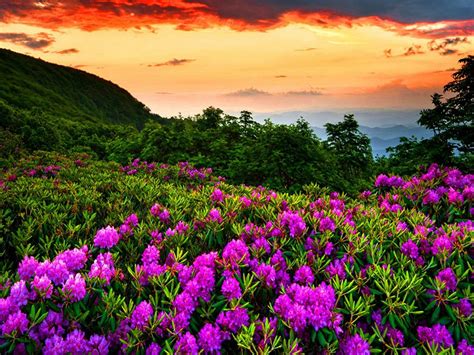 Flower Forests In The Spring Wallpapers Wallpaper Cave