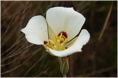 Sego Lily Utahs State Flower Calochortus Nuttallii Torr Flickr