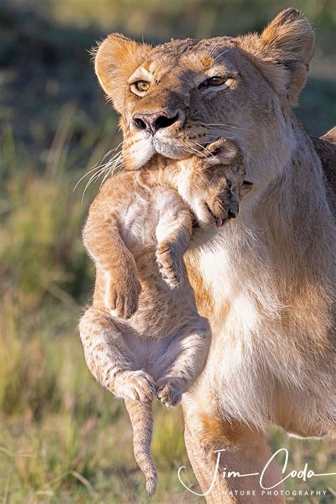 A Lioness Carries Her Cub To A New Den Kenya Jim Coda Nature Photography