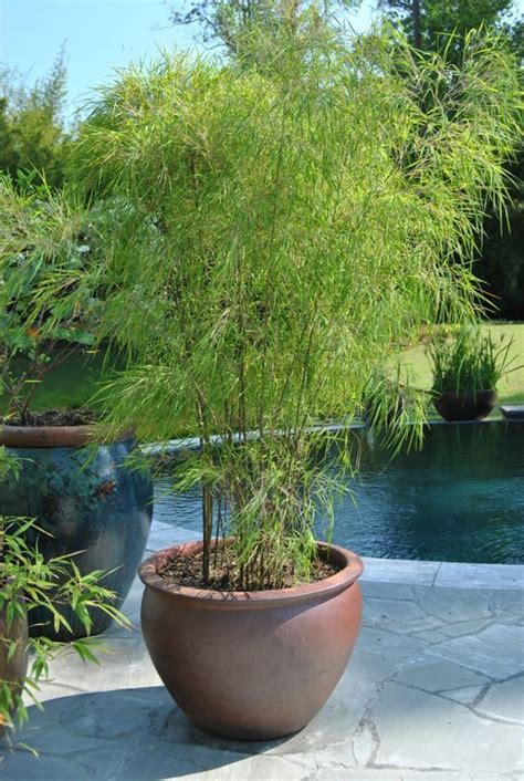 Bamboo In Pots 10 Potted Plants Patio Ideas Plants