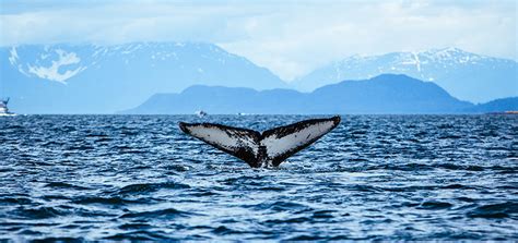 Your Guide To Whale Watching In Alaska Scenic States