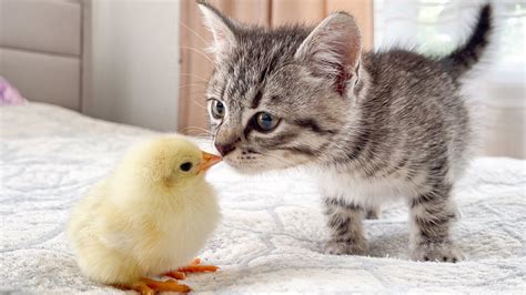 Baby Kitten Meets Chick For The First Time Youtube