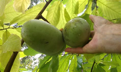 Week Forty-Four 2013 – 52 Weeks of Lawn & Garden Maintenance – Paw Paw