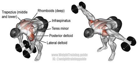Reverse Dumbbell Fly Exercise Guide And Video Weight Training Guide