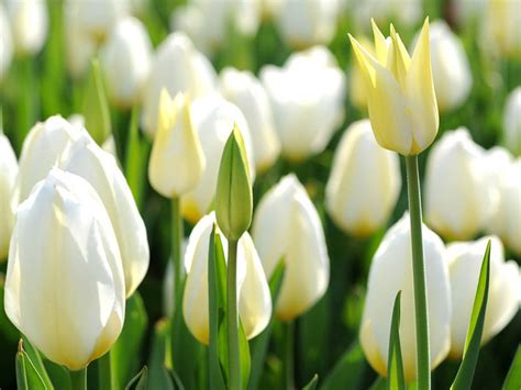 Hd Wallpapers White Tulip Flowers