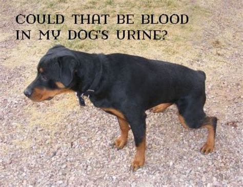 Causes Of Blood In Dog Urine Pethelpful