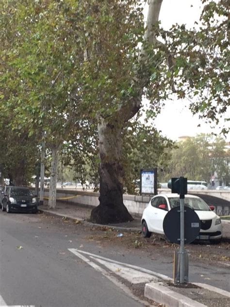 Resta informato sugli aggiornamenti dalla capitale con le notizie ultim'ora su cronaca, politica, sport, eventi, curiosità con foto e. Maltempo Roma, alberi e rami crollati in tutta la città ...