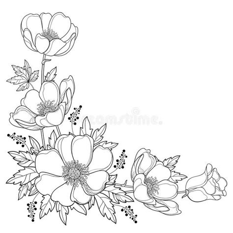 Vector Hand Drawing Corner Bouquet With Outline Anemone Flower Or