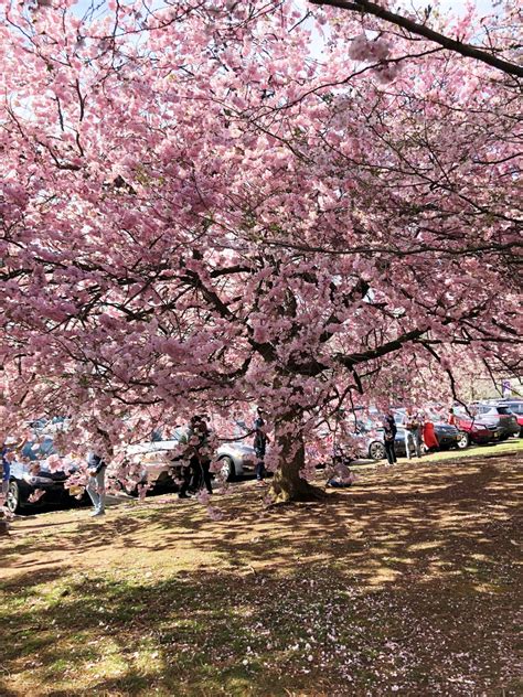 Branch Brook Park Cherry Blossom Festival Life According To Jamie