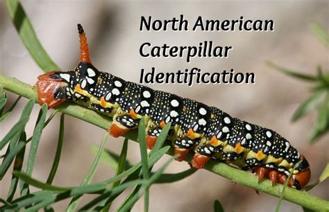 White Caterpillar Identification Chart
