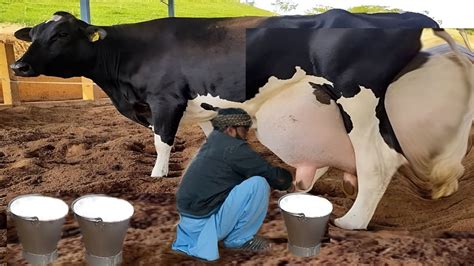 World S Highest Milking Holstein Friesian Cow 100 Kg Milk Day Record