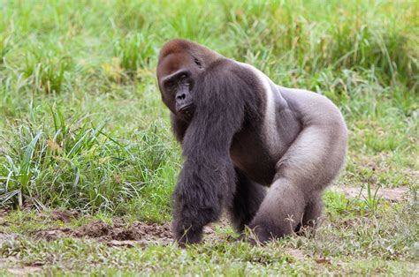 Gorilla Gorilla Sula Sula And Other Animals Whose Names Are Tautonyms