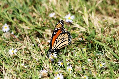 Monarch Butterfly In Grass Free Stock Photo Public
