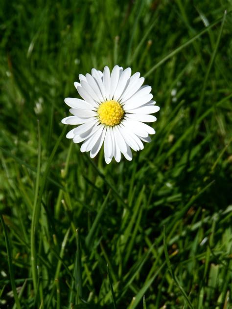 Free Images Nature Grass Blossom White Field Lawn Meadow