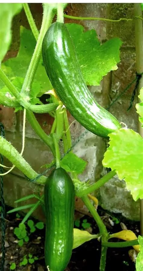 Harvesting Cucumber Gardening Abc