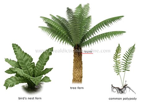 Plants And Gardening Plants Fern Examples Of Ferns