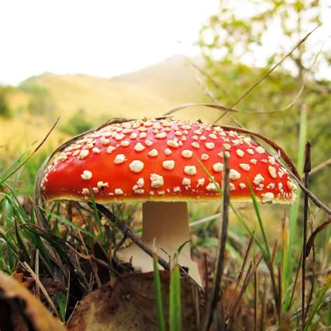 Amanita Muscaria A Poisonous Edible Mushroom
