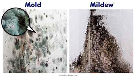 Mold Vs Mildew What Are The Differences Plus Black Mold Health Risks