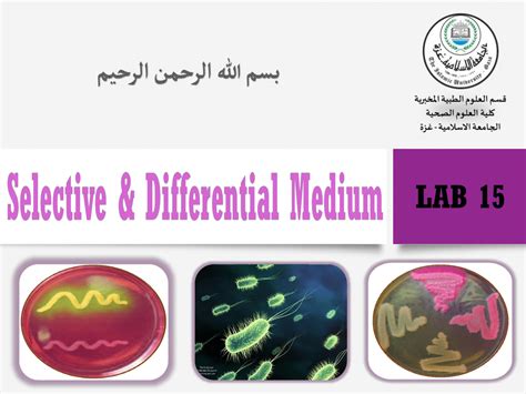 Lab15 Selective And Differential Media