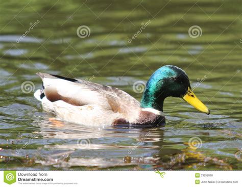 Mallard Green Headed Duck Anas Platyrhynchos Mal Stock Photo Image