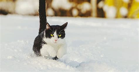 Katzen Im Winter Tipps Für Die Kalte Jahreszeit Uelzener