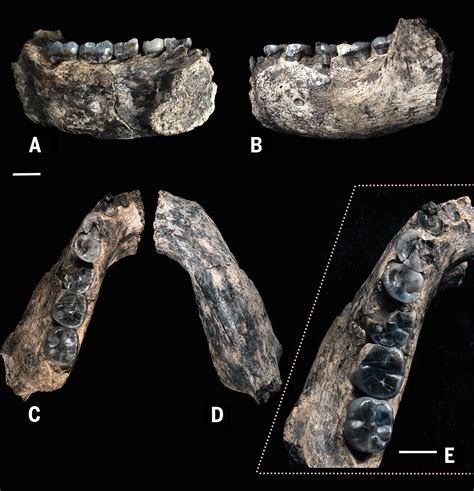 Il Più Antico Fossile Di Homo Habilis Mai Ritrovato Focusit