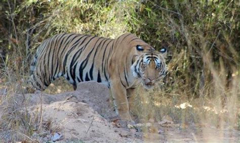 Bandhavgarh National Park Umaria Holiday Accommodation More Stayz