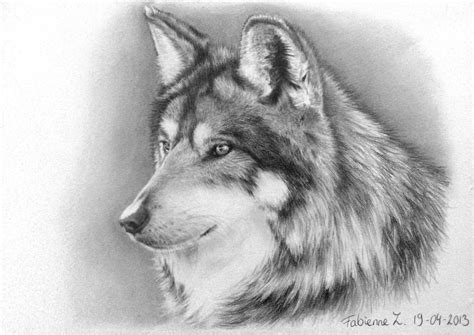 Fabienne Zuijdgeest Wolf Pencil Drawing 2013