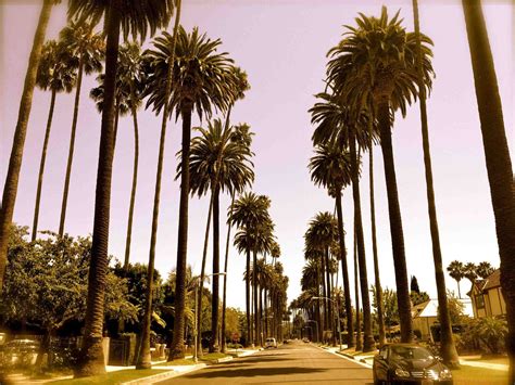California Palm Trees Wallpaper 48 Images
